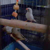 فنچ کینک با مرغ عشق|پرنده|بندرعباس, |دیوار