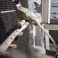 تخم آمریکایی طلایی