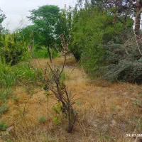 باغ باغچه ۶۵۰ کتری نظام آباد خیابان درختی