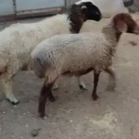 دوعددمیش گلگی جوان شیره دار آبستن سه ماهه