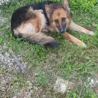 سگ ژرمن نگهبان|سگ|مرزنآباد, |دیوار