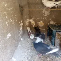 باسلام چند عدد کفتر فروشی