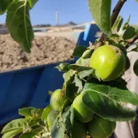 خاک باغچه 100٪ تضمینی و شیرین گوربند.و کود گاوی|خدمات باغبانی و درختکاری|زاهدان, |دیوار