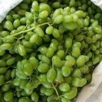 غوره ی کندری
