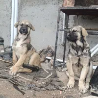 توله پژدر نروماده ۴ماهه|سگ|مشگین شهر, |دیوار