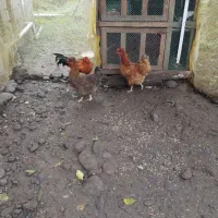 مرغ وخروس محلی