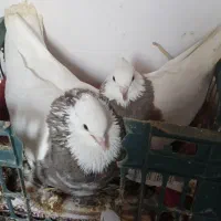 جفت طوقی شازده شکلاتی خالدار درجه یک آدرس بستک