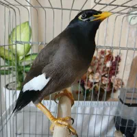 مرغ مینا رام سخنگو خونگی