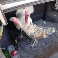 یه جفت بوقلمون