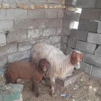 گوسفند مطفل نر|حیوانات مزرعه|آبادان, |دیوار