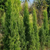 گیاه سیکاس وگل توری و شمشاد پیوندی و سرو لافسون|گل و گیاه طبیعی|چاف و چمخاله, |دیوار