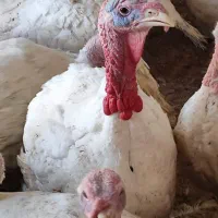 فروش بوقلمون بیوتی6 گوشتی