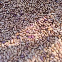 حبوبات خشکبار