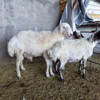 بره قوچ