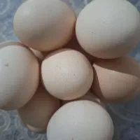 گله آفتابی. تخم مرغ محلی|خوردنی و آشامیدنی|بردسکن, |دیوار