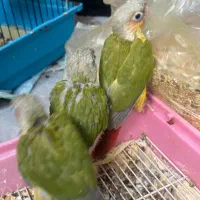 سه عدد گرینچیگ سرلاکی با قرمزی بالا