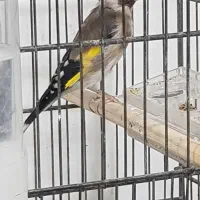 سهره ماده|پرنده|بهبهان, |دیوار