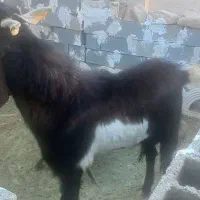 فروش یک راس چبش پاکستانی|حیوانات مزرعه|جهرم, |دیوار