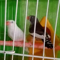 3عدد فنچ بالغ با قفس ولوازم|پرنده|مشهد, انقلاب|دیوار