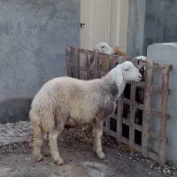 بره قوچ و بره ماده هر دو مال جنس