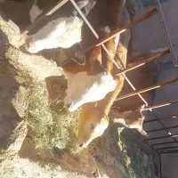 تعدادی گوساله شاروله و سیمینتال