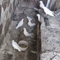 کبوتر|پرنده|دهدشت, |دیوار