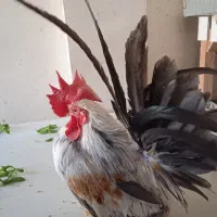 تخم نطفه دارمرغ مینیاتوری|حیوانات مزرعه|پاکدشت, پاکدشت (مامازند)|دیوار