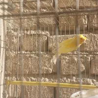 قناری پرتغالی نر|پرنده|مرودشت, ثبت احوال|دیوار