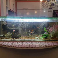 اکواریوم بزرگ با کلیه لوازم و ماهی های زیبا