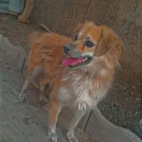 سگ خانگی