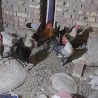فروش خروس