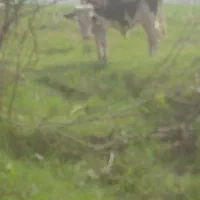 دوراس ورزاکوله سیمین تال وچالوسی|حیوانات مزرعه|آستانه اشرفیه, |دیوار