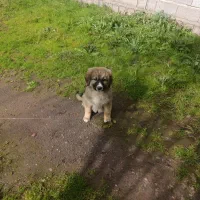 واگذاری توله سرابی اصیل