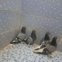 انواع کبوتر|پرنده|دهدشت, |دیوار