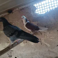 جوجه پشتدار و سبز پیس کاکلی|پرنده|قم, حاج خلیل|دیوار