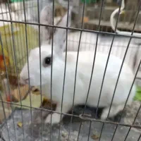 فقط وسایل خرگوش قفس و ابخوری