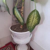 گل و گلدان|گل و گیاه طبیعی|دورود, |دیوار