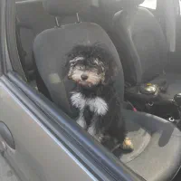 سگ خانگی|سگ|تهران, شهران شمالی|دیوار