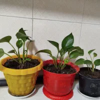 میز عسلی|مبلمان خانگی و میز عسلی|سبزوار, فیاض|دیوار