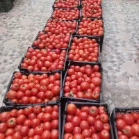 گوجه دربند