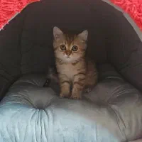 گربه بامزه نژاددار بریتیش