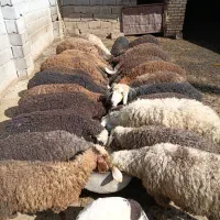 بره برای عید قربان