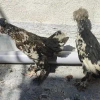 جوجه نیمچه، ریشو ،کاکلی و پا پر