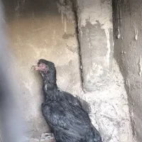 مرغ لاری اصلی افغان آلمان|حیوانات مزرعه|تهران, شهرک ابوذر|دیوار