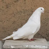 کبوتر سفید