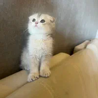 گربه های اسکاتیش نژاد|گربه|تهران, سازمان برنامه جنوبی|دیوار