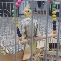 عروس هلندی۳ ماهه کینگ سایز مرواریدی فوری فروشی|پرنده|تهران, ائمه اطهار|دیوار