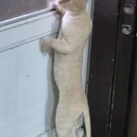 گربهام گم شده لطفاً کمکم کنید|گربه|اهواز, زیتون کارگری|دیوار