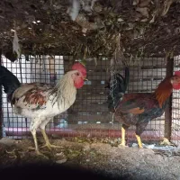 خروس محلی اصل زیبا جادار مطمئن