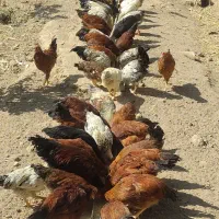 ۸۰عدد جوجه مرغ و خروس پنج ماه فروشی